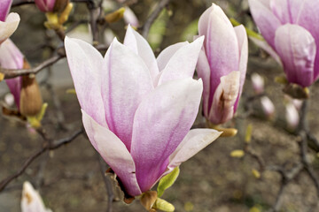 Magnolia × soulangeana, the saucer magnolia with flowers that open in a goblet or star shape, at the Bastion Park in Geneva, Switzerland © hectorchristiaen