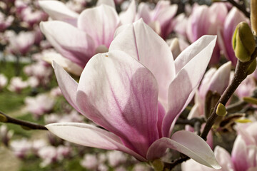 Magnolia × soulangeana, the saucer magnolia with flowers that open in a goblet or star shape, at the Bastion Park in Geneva, Switzerland