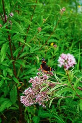 Wildblume in den Alpen mit Schmetterling