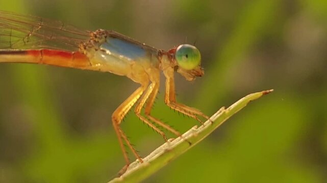 Beautiful insect on the leaf, Cinematic nature close-up, micro animal nature shot, Tiny insects buzz around, going about their lives among leaves, creating a vibrant world of small busy creatures.