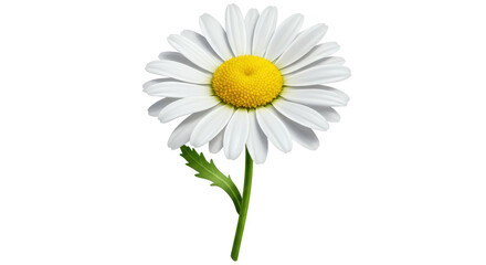 Isolated White Daisy Flower