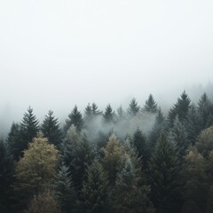 Fototapeta premium Misty Forest: A serene view of evergreen trees shrouded in a veil of fog, showcasing nature's quiet beauty and ethereal atmosphere.