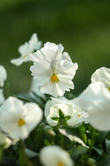 Fototapeta premium Closeup white Pansies in the sunny lights, on the green background. In the summer, the garden is full of bright white viola pansies
