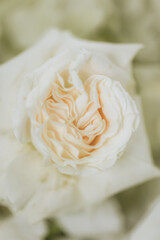 Wedding decoration in a restaurant. White flowers, serving and decor for a wedding