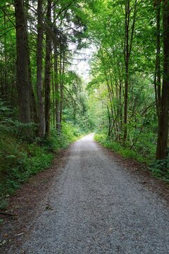 Wald in Th&uuml;ringen - Deutschland