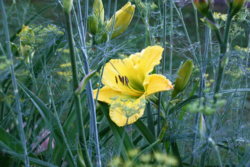 Early summer morning. A large yellow flower of a day lily of a grade of Molokai among the fennel growing at a row.