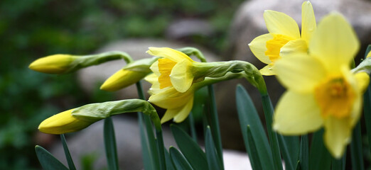 Spring sunny day. Flowers of narcissuses. Yellow petals and crowns,yellow-green background. Abundance of yellow tones.