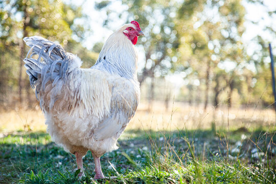 Silver white rooster in chook yard