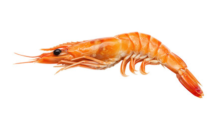 Isolated Cooked Shrimp Prawn