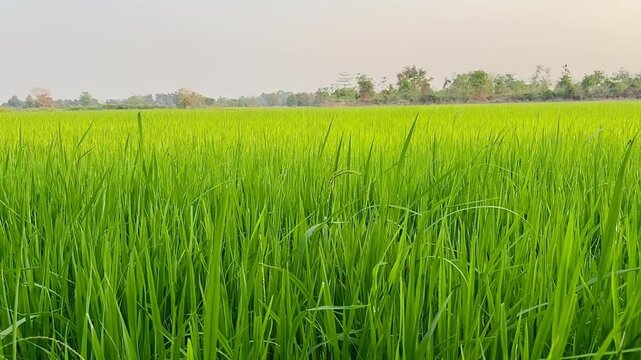 Close up green field , has There is a slight breeze , Video.