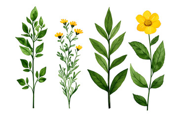 Watercolor wildflowers and leaves illustration set isolated on white