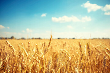 Naklejka premium Agricultural wheat field under blue sky. Rich harvest theme. Rural autumn landscape with ripe golden wheat.