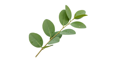 Isolated Branch with Green Leaves
