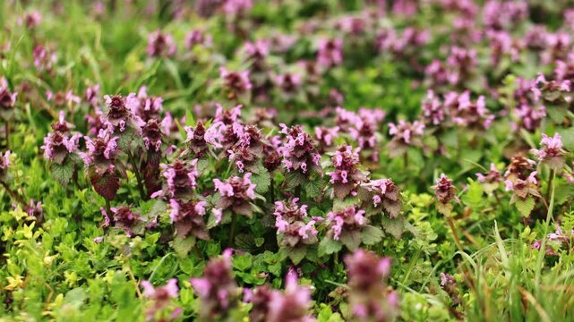 High-quality footage of Blooming lamium purpureum, commonly known as red dead nettle or purple dead nettle, covering the ground of petrin gardens in prague during the month of march