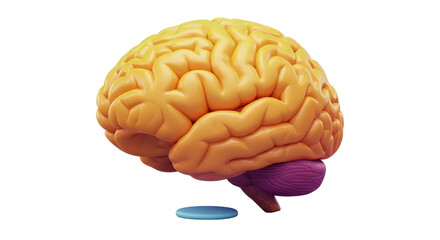Isolated Anatomical Brain Model