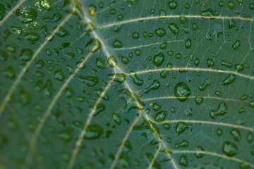 Fresh Raindrops Shimmering on a Green Leaf After a Refreshing Rainfall in a Forest Setting During Daytime