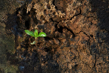 New Sapling Breaks Through Cracked Earth in a Forest Setting Under Soft Natural Light
