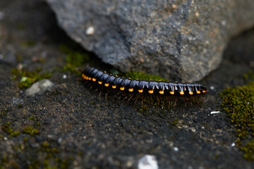 Black and Orange Millipede Crawling Over Rocky Surface in Natural Habitat During Daylight