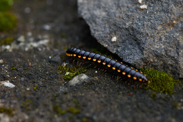 Black Milipede on Rocky Surface Surrounded by Moss in Natural Habitat During Daylight