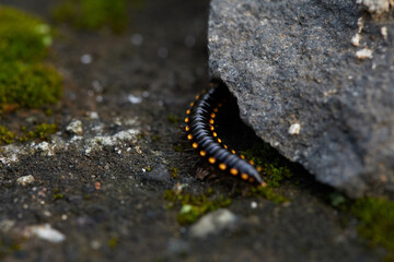 Black Milipede Moving Beneath a Rock in a Mossy Environment During Daylight Hours
