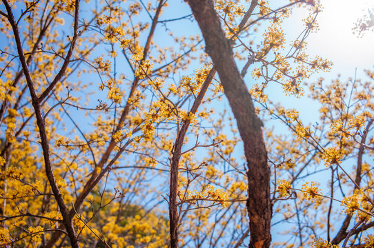autumn trees against blue sky