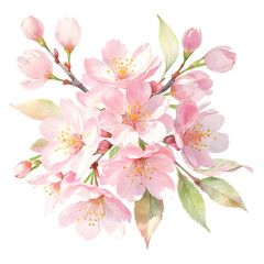 Fototapeta premium Watercolor Soft Pink Cherry Blossoms in Full Bloom