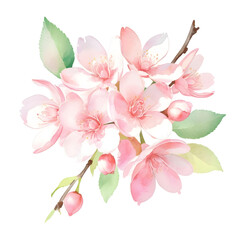 Fototapeta premium Watercolor Soft Pink Cherry Blossoms in Full Bloom
