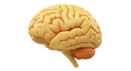 Isolated Human Brain