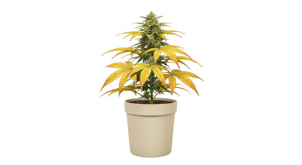 Isolated Cannabis Plant in Pot