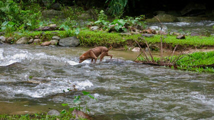 A dog fords a river. A dog crosses a shallow river in a forest with a fast current.