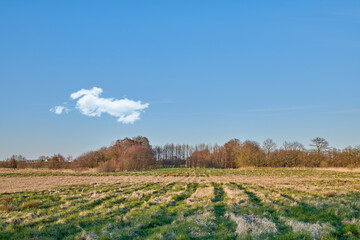 Obraz premium Nature, field and farm with trees for growth, sustainable environment and blue sky in spring time. Outdoor, green grass and plants in countryside for scenery, eco friendly and landscape in Denmark