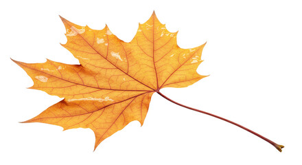 Isolated Dry Yellow Maple Leaf