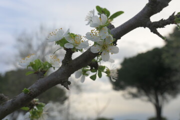 cherry blossom in spring