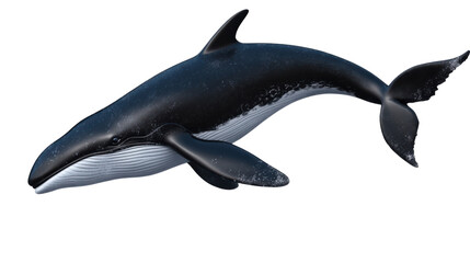 dolphin isolated on white background