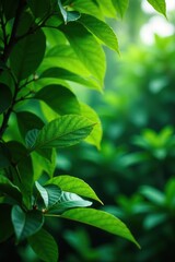 Obraz premium Tropical green leaves on tree branches creating a lush natural backdrop, background, environment