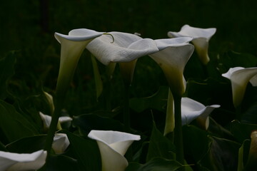 white calla lilies