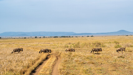 Obraz premium Explore the captivating wildlife in the serene Savannah, where grazing animals roam freely