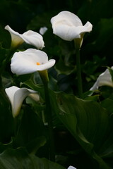 white calla lilies