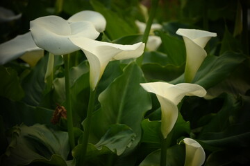 white calla lily