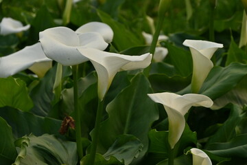 white calla lily