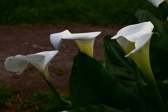 white calla lilies - Powered by Adobe