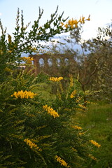 yellow flowers in the forest