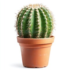 Potted desert cactus, isolated white background