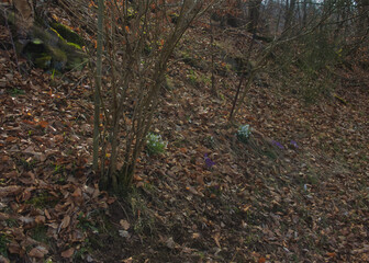 Erste Fr&uuml;hblumen im Wald.