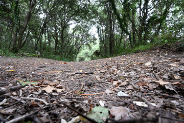 undergrowth with tree leaves on the ground