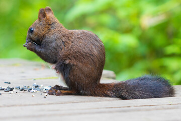 Portrait of brown and black squirrel feeding on sunflower seeds on blurred green natural background