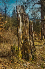 Ein sehr alter Baumstumpf.