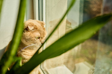 A ginger Scottish Fold cat relaxes by a sunny window, basking in sunlight and sitting next to a green flower pot. The warmth creates a peaceful ambiance in the home.