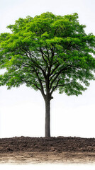 Majestic Tree of Life: A Grounded Symbol of Growth, Resilience, and Connection to Earth