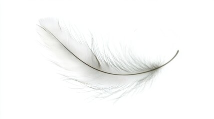 Thin black and white feather on white surface